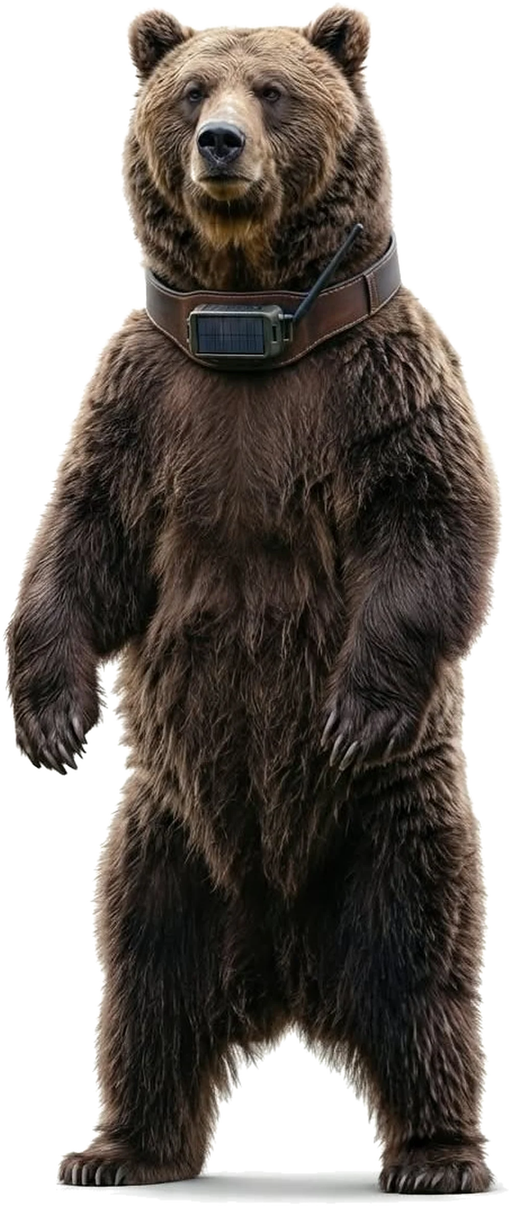 A grizzly standing up in the AntlerFlok collar